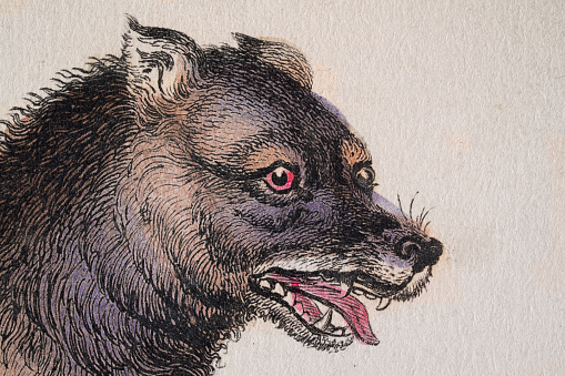 Vintage illustration north American prairie wolf