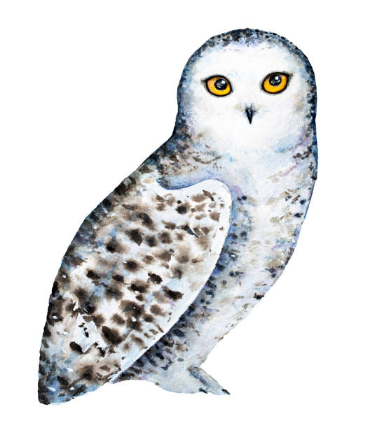 Harry Potters Owl Pic Illustrations Royalty Free Vector Graphics Harry Potters Owl Pic Illustrations Royalty Free Vector Graphics
