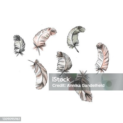 istock some small feathers on a white background 1309095961