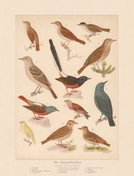 Songbirds, chromolithograph, published in 1888 Songbirds: 1) Common nightingale (Luscinia megarhynchos); 2) Thrush nightingale (Luscinia luscinia); 3) Eurasian blackcap (Sylvia atricapilla); 4) Song thrush (Turdus philomelos); 5) Northern mockingbird (Mimus polyglottos); 6) White-rumped Shama (Copsychus malabaricus); 7) Common rock thrush (Monticola saxatilis); 8) Blue rock thrush (Monticola solitarius); 9) Harz Roller (Serinus canaria forma domestica); 10) Common linnet (Linaria cannabina); 11) Eurasian skylark (Alauda arvensis); 12) Woodlark (Lullula arborea). Chromolithograph, published in 1888. bird illustrations stock illustrations