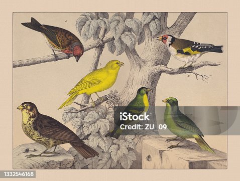 istock Songbirds (Passeriformes), hand-colored chromolithograph, published in 1882 1332546168