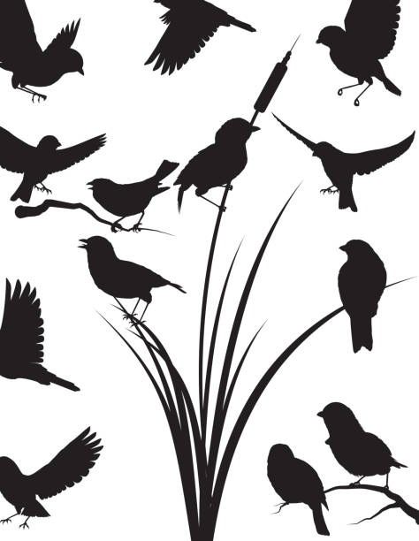 Sparrow silhouette  perching stock illustrations