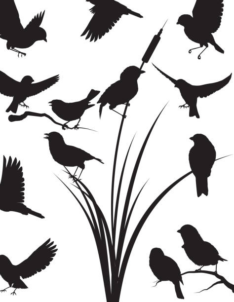 Image result for clip art sparrow flock