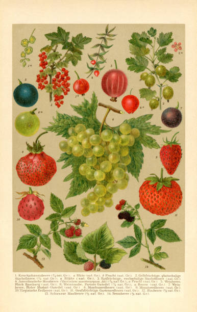 Species of berries Cranberry Strawberry Gooseberry Grape illustration 1898 vector art illustration