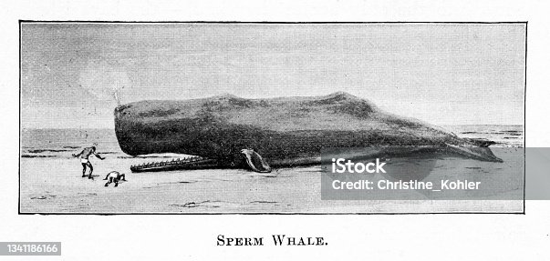 istock Sperm Whale 1341186166