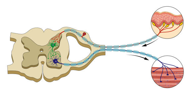 Spinal Reflex Arc illustration vector art illustration