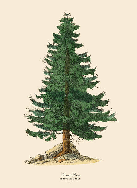 bildbanksillustrationer, clip art samt tecknat material och ikoner med spruce pine tree or pinus picea, victorian botanical illustration - spruce plant
