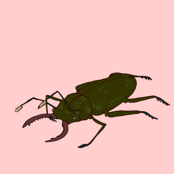 Stag Beetle vector art illustration