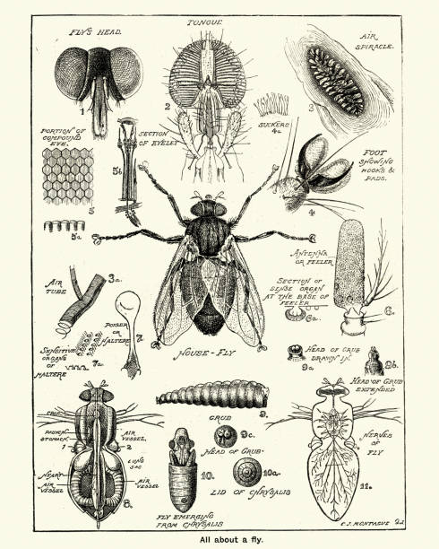 Stages and anatomy of a house fly Vintage engraving of Stages and anatomy of a house fly, Victorian, 19th Century biology illustrations stock illustrations