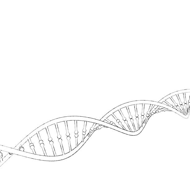 DNA strand. Isolated on white background. Sketch illustration. DNA strand. Isolated on white background. Sketch illustration. dna drawings stock illustrations
