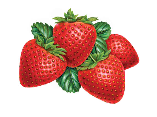 Strawberries Four and Leaves vector art illustration