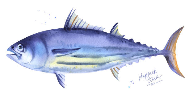 illustrazioni stock, clip art, cartoni animati e icone di tendenza di tonno a strisce, illustrazione acquerello tonno skipjack - tonnetto