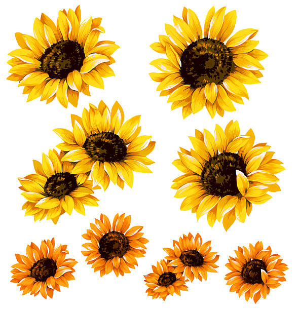 Download Free Svg Sunflower Clipart