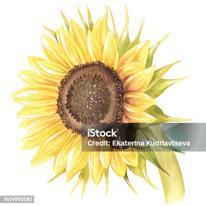 istock Sunflower. Watercolor vintage illustration. Isolated on a white background. For design. 1414993061