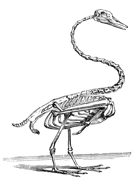 illustrations, cliparts, dessins animés et icônes de squelette de cygne - squelette oiseau