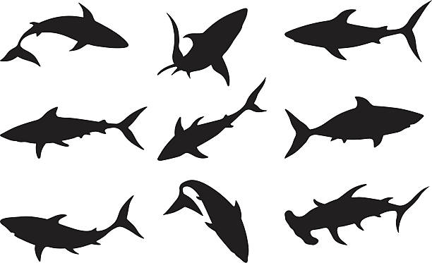 Swimming sharks vector art illustration
