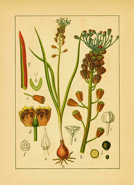 bildbanksillustrationer, clip art samt tecknat material och ikoner med tassel grape hyacinth | antique flower illustrations - red hyacinth