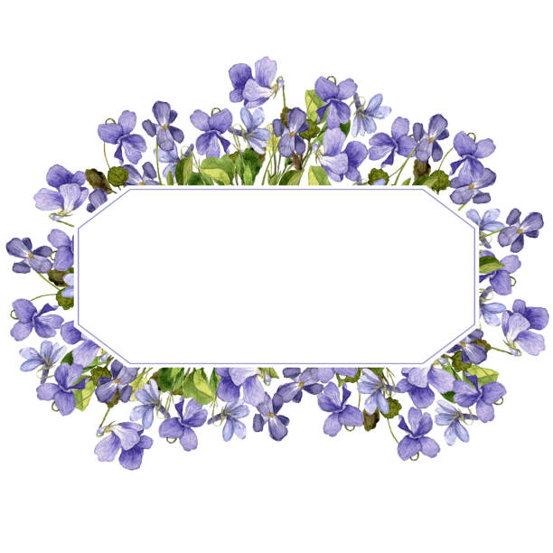 すみれ イラスト素材