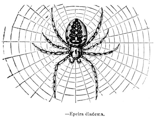The Garden Spider engraving 1893 vector art illustration