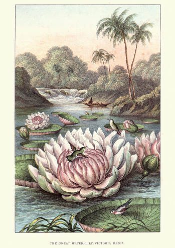 Vintage engraving of The Great Water-lily, Victoria amazonica (Victoria Regia), 19th Century. Victoria amazonica is a species of flowering plant, the largest of the Nymphaeaceae family of water lilies. It is the National flower of Guyana.