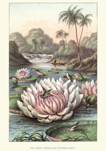 The Great Water lily, Victoria amazonica, 19th Century Vintage engraving of The Great Water-lily, Victoria amazonica (Victoria Regia), 19th Century. Victoria amazonica is a species of flowering plant, the largest of the Nymphaeaceae family of water lilies. It is the National flower of Guyana. 19th century illustrations stock illustrations