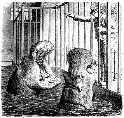 Illustration of the hippos at Zoo