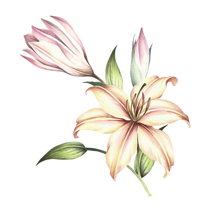 The Image Of A Lilies Hand Draw Watercolor Illustration Stock ...