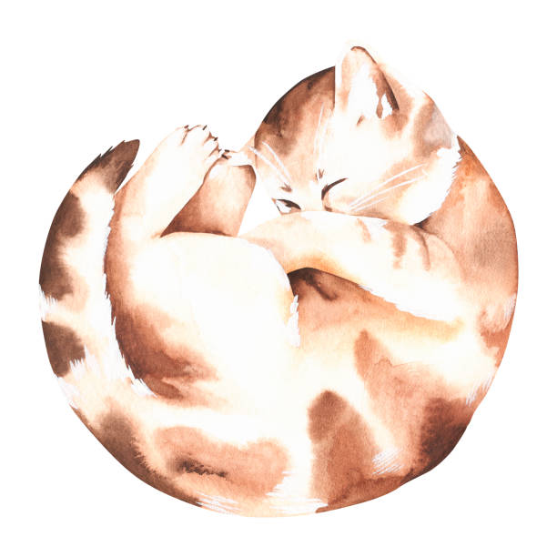das kätzchen schläft zusammengerollt in einem ball. aquarell-illustration. isoliert auf weißem hintergrund. - katze dreifarbig niemand stock-grafiken, -clipart, -cartoons und -symbole