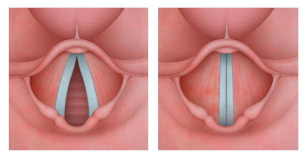 The larynx vector art illustration