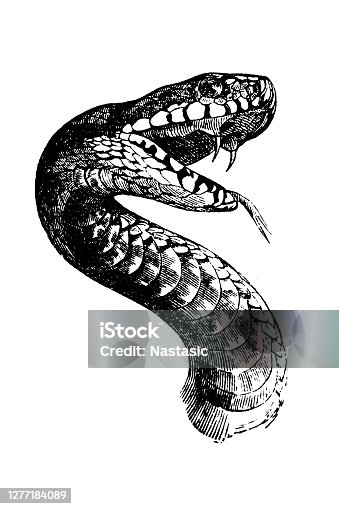 istock The mouth of the adder 1277184089