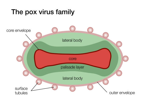 The pox virus Illustration of the pox virus structure monkey pox stock illustrations