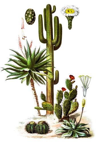 Illustration of The saguaro (Carnegiea gigantea) and Aloe ferox (The bitter aloe)