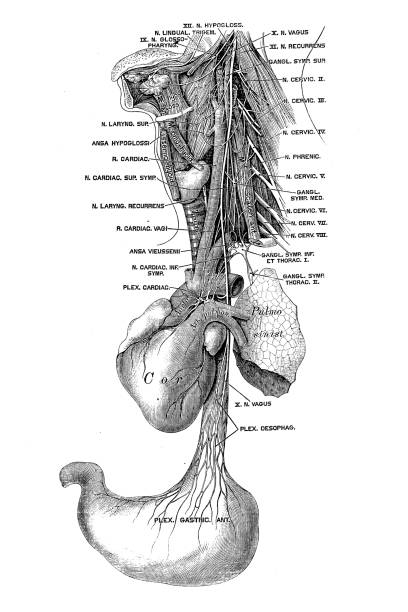 The vagus nerve, historically cited as the pneumogastric nerve, is the tenth cranial nerve Illustration of The vagus nerve, historically cited as the pneumogastric nerve, is the tenth cranial nerve vagus nerve stock illustrations