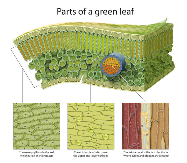 Tissue of a green leaf vector art illustration