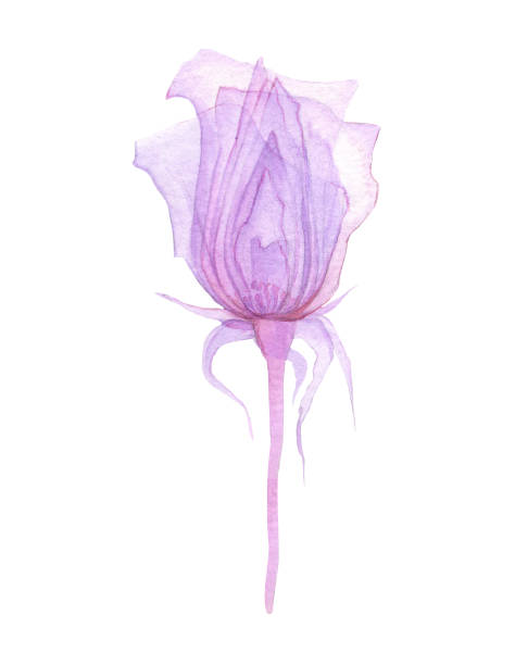 Transparent flowers of soft Transparent flowers of soft pink color drawn by hand in watercolor, isolated on a white background, drawing x-ray of flowers Delicate spring petals, pistils, stamens Botanical drawing flower structure plant xray stock illustrations