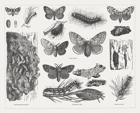 Tree pests (Moths): Oak processionary moth (Cnethocampa processionea, or Thaumetopoea processionea) with a. caterpillar, p. pupa, c. moth, d. detail of a cocoon ball (lleft vertical row); Gypsy moth (Liparis dispar, or Lymantria dispar) with a.  male, b. female, c. hermaphrodite moth (right: male, left: female), d. pupa, e. caterpillar, before the last molt (center, top); Pine-tree Lappet (Gastropacha pini, or Dendrolimus pini) with a. male moth, b. caterpillar, c. cocoon, d eggs, e. death caterpillar with cocoon balls of Microgaster nemorum (center, bottom); Black arches (Liparis monacha, or Lymantria monacha) with a. caterpillar, b. two cocoons on a bark piece, young caterpillars, and a pupa, c. male, d. female moth (right vertical row). Woodcut engraving, published in 1878.