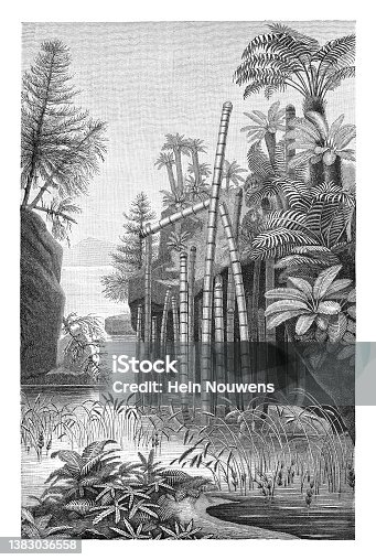 istock Triassic flora (Triassic Period - 252-201 million years ago) - vintage engraved illustration 1383036558