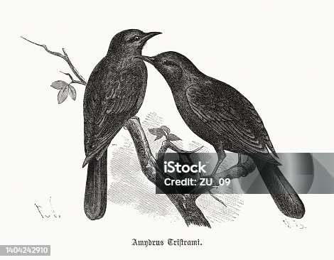 istock Tristram's Starling (Onychognathus tristramii), wood engraving, published in 1891 1404242910