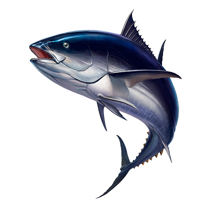 白い背景に大きな魚を分離した早い動きのリアルなイラストのマグロ魚 - ひれのベクターアート素材や画像を多数ご用意 - iStock