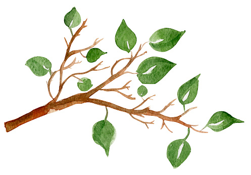 Twig with leaves watercolor illustration. Template for decorating designs and illustrations.