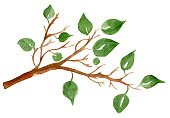 istock Twig with leaves watercolor illustration 1364224010