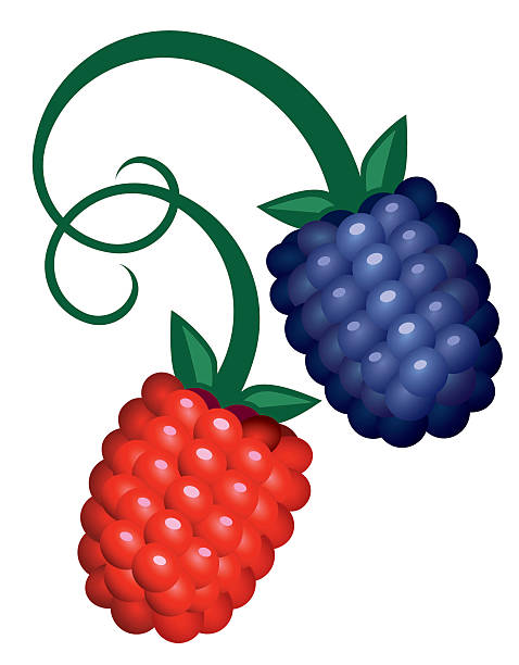 Two berries.eps vector art illustration