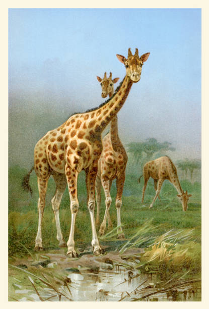 Two giraffe in africa together illustration 1898 vector art illustration