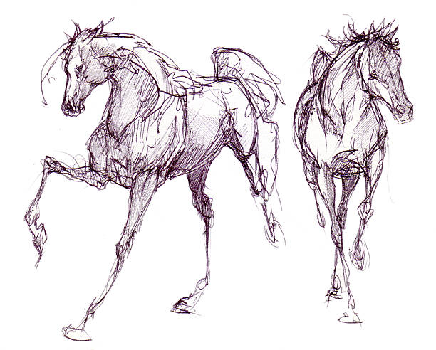 stockillustraties, clipart, cartoons en iconen met two horses drawn in ink - paard paardachtigen