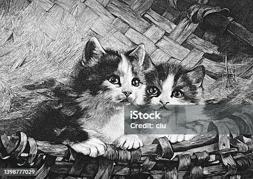 istock Two kitten in a basket looking out 1398777029