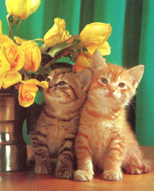 stockillustraties, clipart, cartoons en iconen met two kittens and flowers - twee dieren