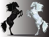 Vector image of two rear horse: black vs white.