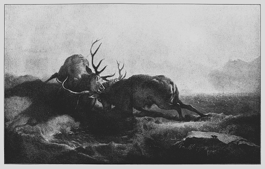 Illustration of Two Stags Battling By Moonlight