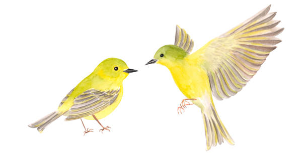 stockillustraties, clipart, cartoons en iconen met twee gele vogels. de illustratie van de aquarel. geïsoleerd op een witte achtergrond. - kanarie