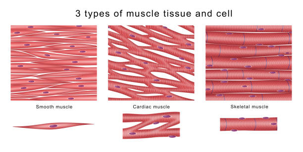 3 types of muscle tissue and cell vector art illustration